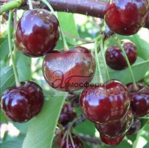 Вишня Эрди крупноплодная 